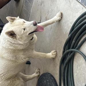 Found Dog Unknown