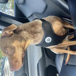 Image of Vada, Lost Dog
