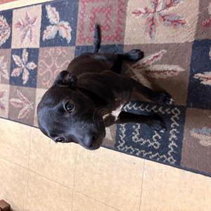 Image of Unknown, Found Dog