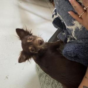 Lost Dog Henny