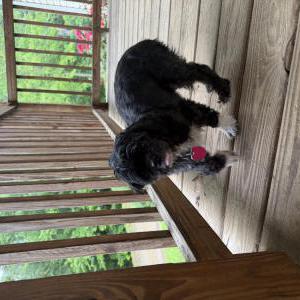 Image of Unknown, Found Dog