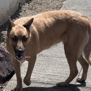 Image of unkown, Found Dog