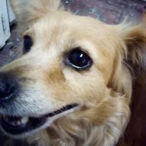 Found Dog Unknown