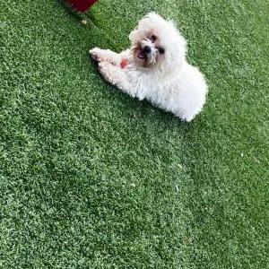 Image of Snowie, Lost Dog