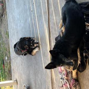 Image of Honey, Lost Dog