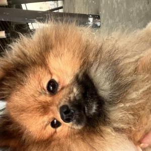 Image of Teddy, Lost Dog