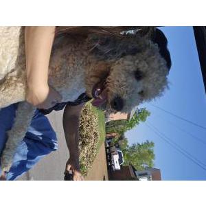 Image of Ollie, Lost Dog