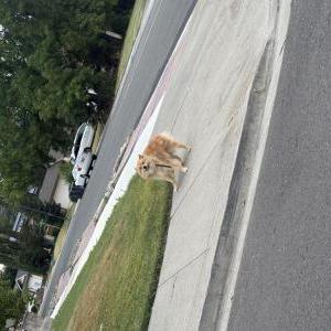 Image of Unknown, Lost Dog