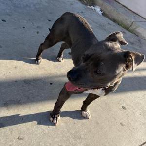 Found Dog unknown