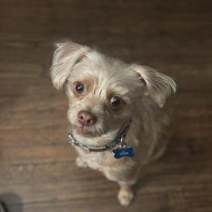 Image of Karl, Lost Dog