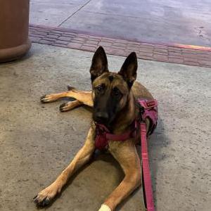 Image of Jade, Lost Dog