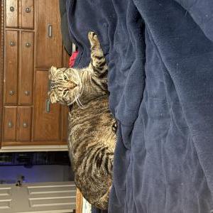 Image of Yoda, Lost Cat