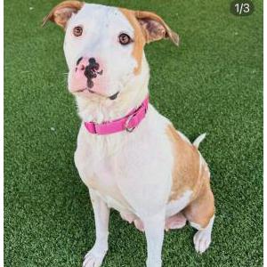 Lost 1 Kaya (Simone) (New Jersey)
