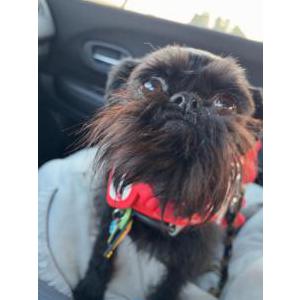 Image of Wanda, Lost Dog