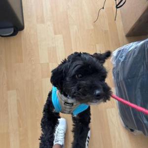 2nd Image of Mateo, Lost Dog