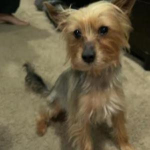 Lost Dog Tobi