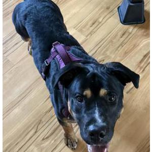 Lost 1 Jo (Colorado)