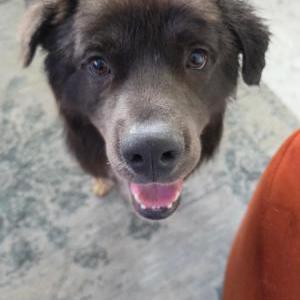 Image of Ody, Lost Dog
