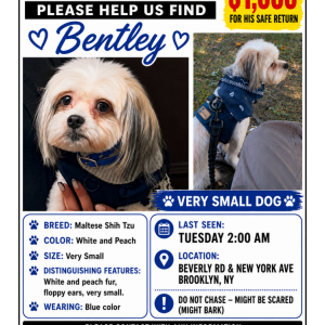 Image of Bentley, Lost Dog