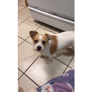Image of Coco, Lost Dog