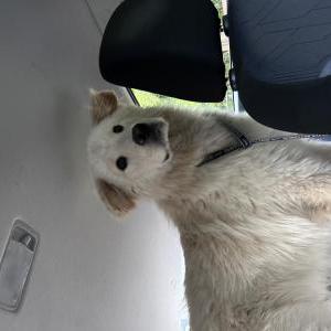Image of unknown, Found Dog