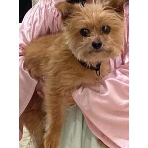 Image of Cinnabuns, Lost Dog