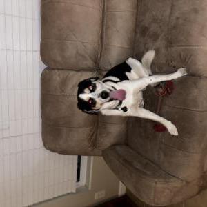 Image of Thor, Lost Dog