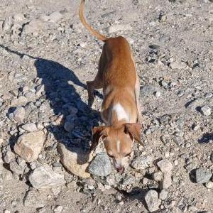 Image of Moose, Lost Dog