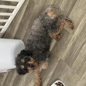 Image of Unknown, Found Dog