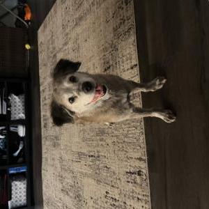 Image of Mabbie, Lost Dog