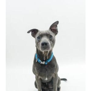 Lost 1 Blu (TX)