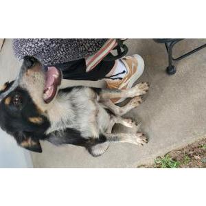 Image of Unknown, Found Dog