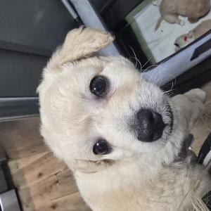 Image of Teddy, Lost Dog