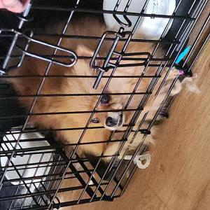 Image of Sophia, Lost Dog