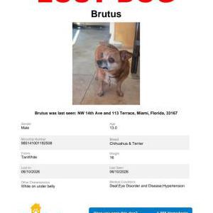 Image of Brutus, Lost Dog