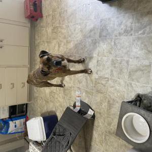 Image of Boots, Lost Dog