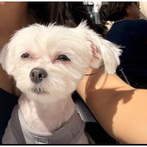 Image of Chloe, Lost Dog