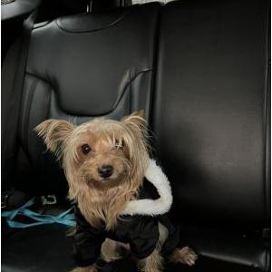 Image of Cookie, Lost Dog