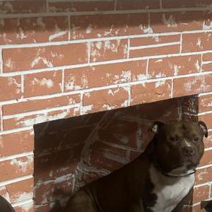 Image of Titan, Lost Dog