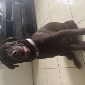 Image of Oso, Lost Dog