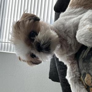 Lost 1 Dennis (Texas)