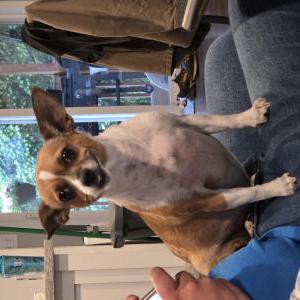 Lost 1 Basil (Washington)