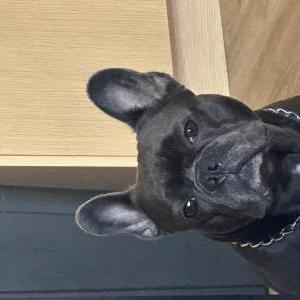 Image of Nike, Lost Dog