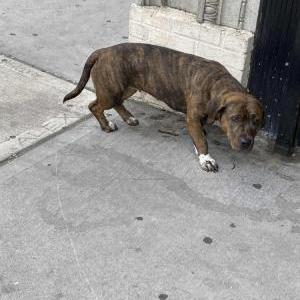 Image of Unknown, Found Dog
