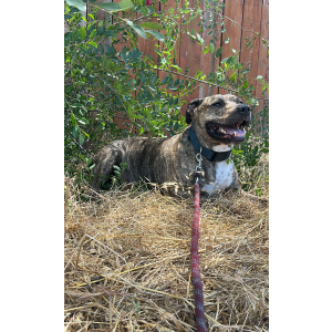 Image of Buddy, Lost Dog
