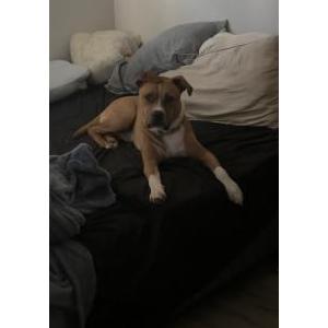 Image of Puka, Lost Dog