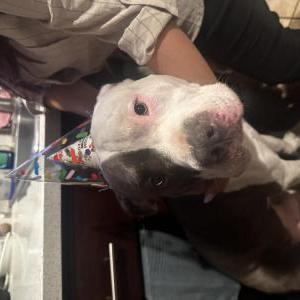 Image of Zuko, Lost Dog