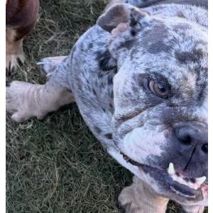 Image of Oreo, Lost Dog