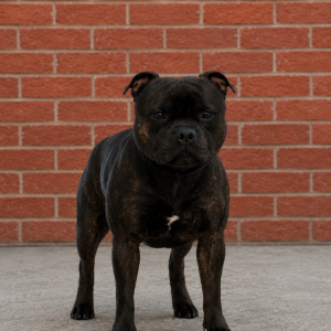 Image of Odin, Lost Dog