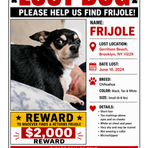 Lost 1 Frijolito (New York)
